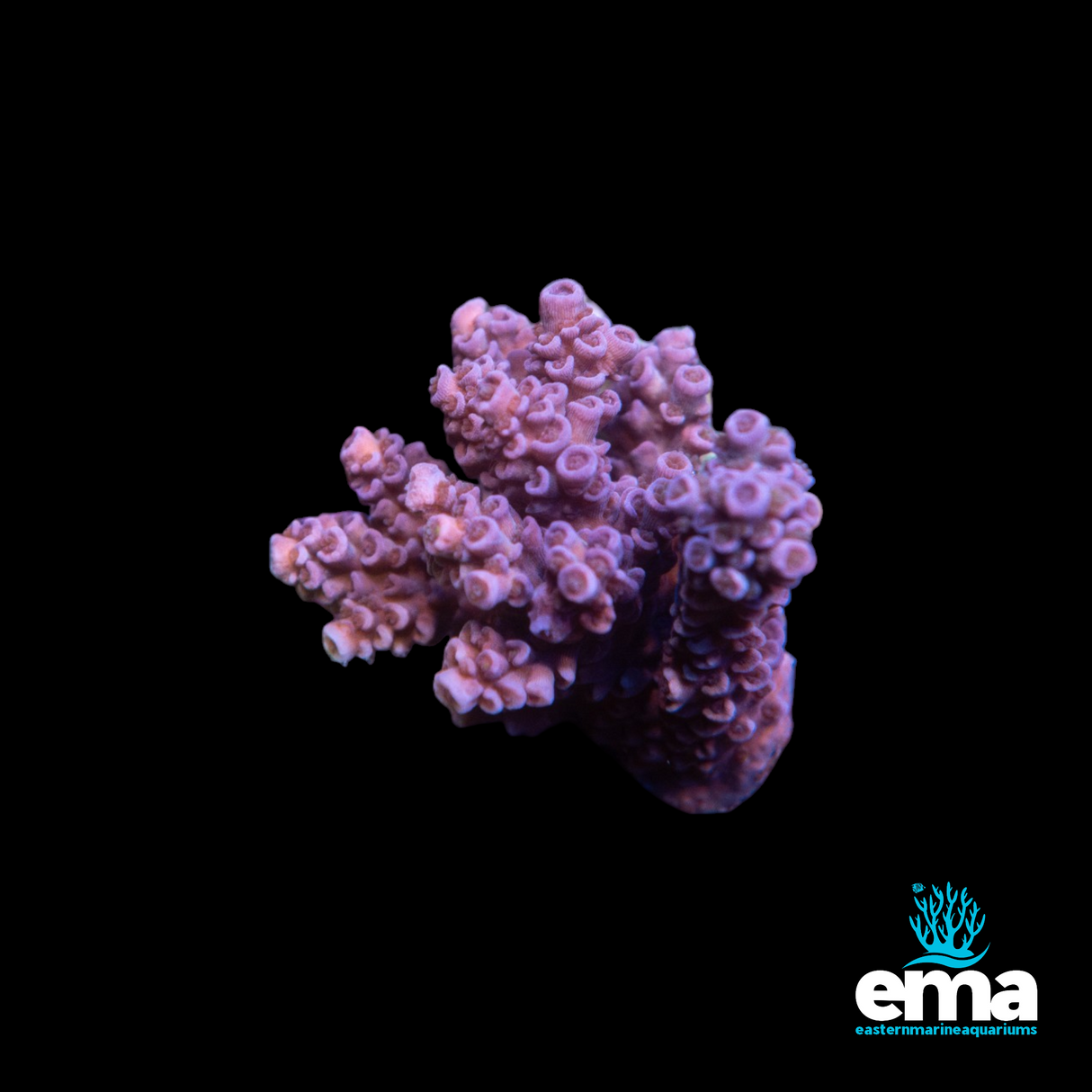 Acropora Fragment