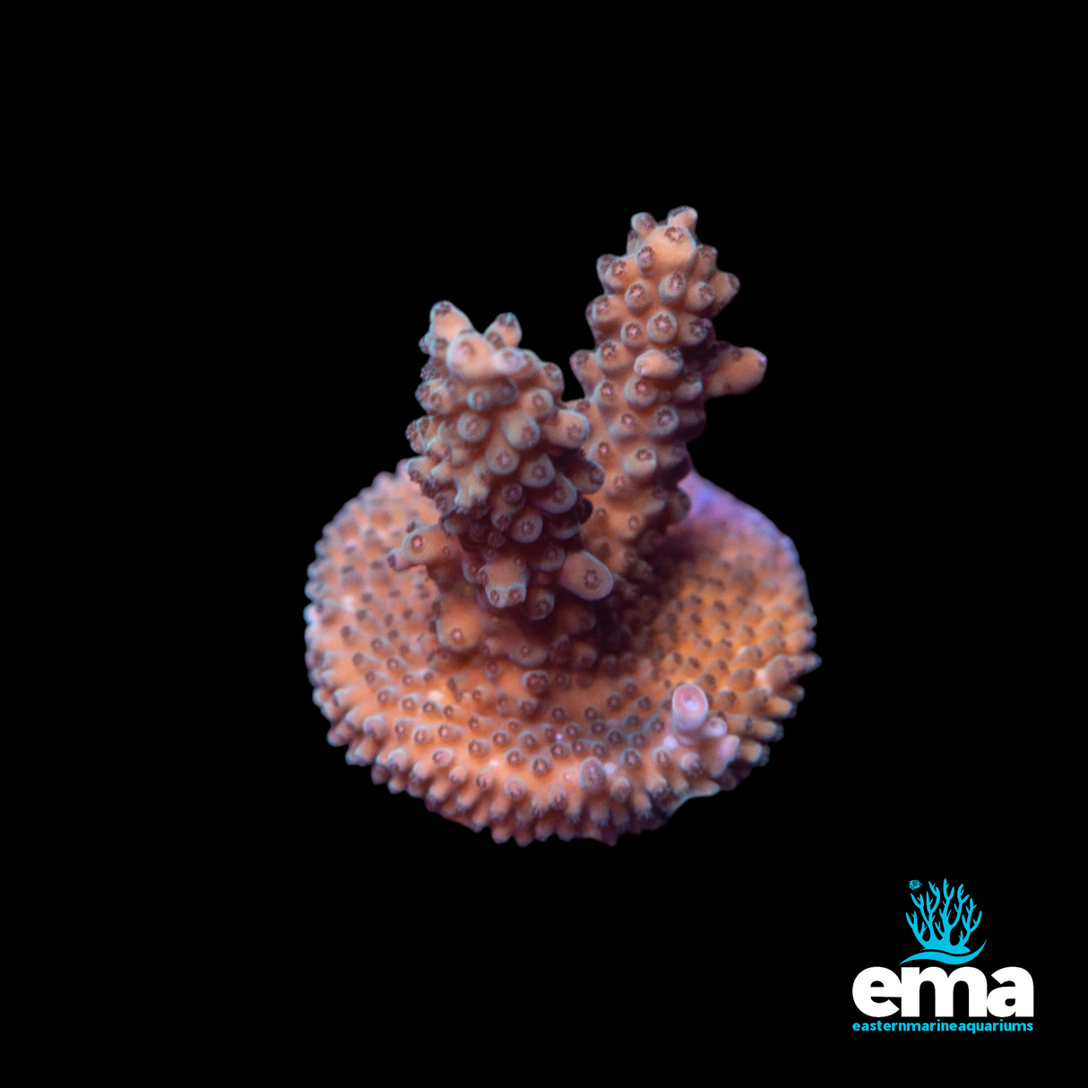 Acropora Fragment