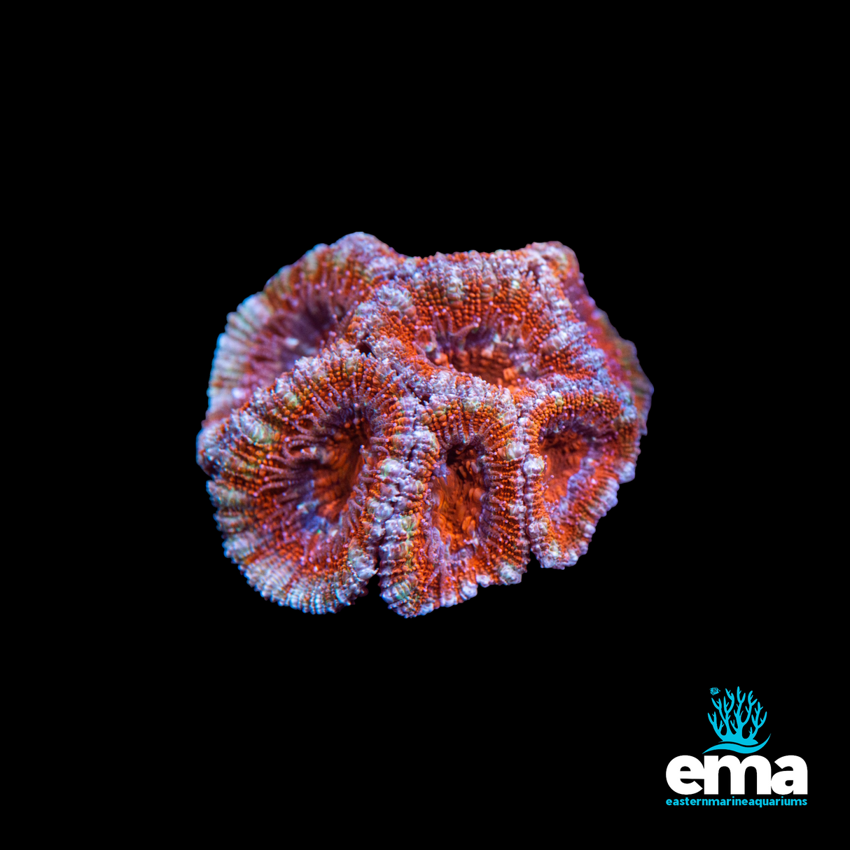 Rainbow Acan Lord Fragment