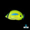 Butterflyfish