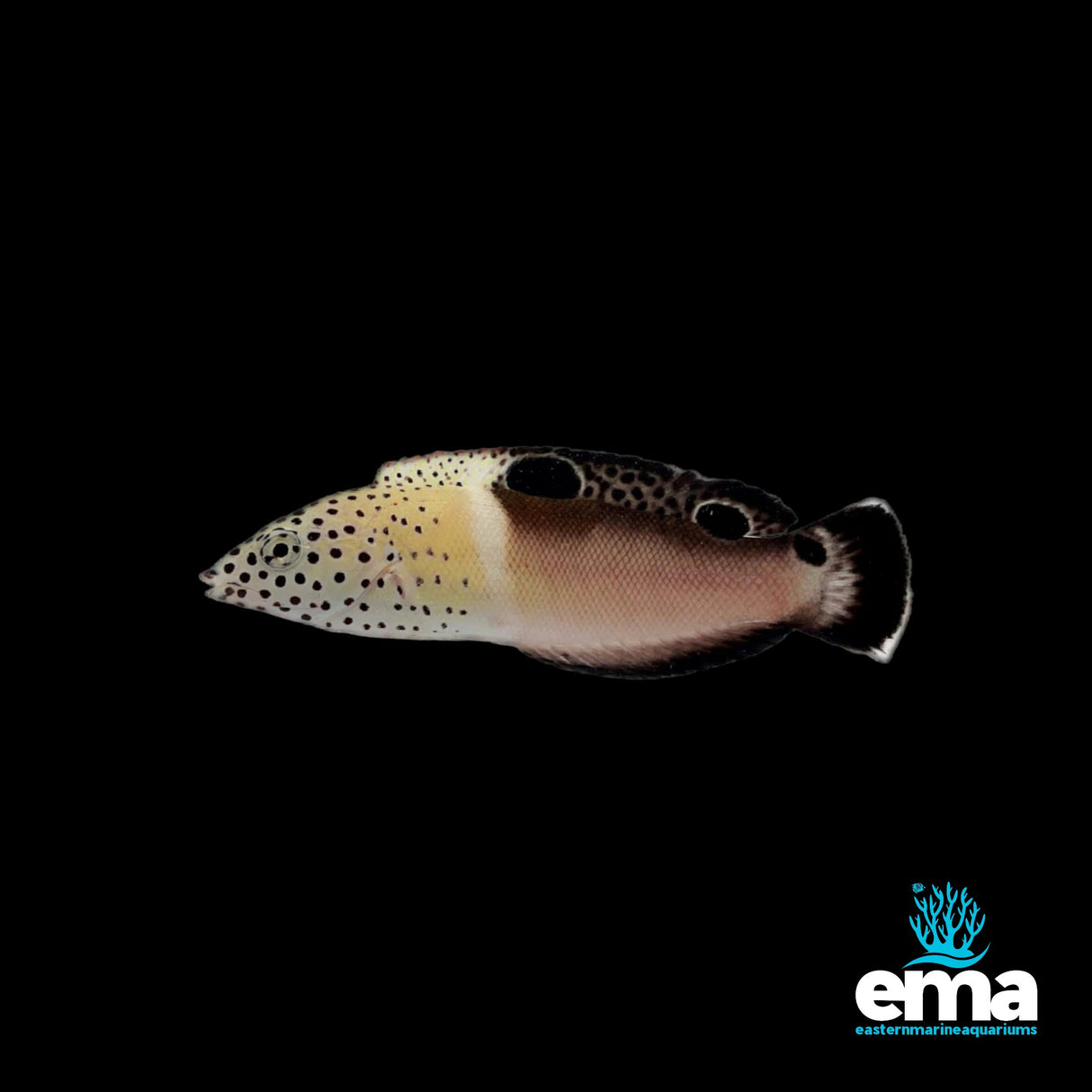 Twin Spot Wrasse