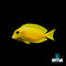 Surgeonfish