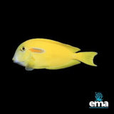 Orange Shoulder Surgeonfish