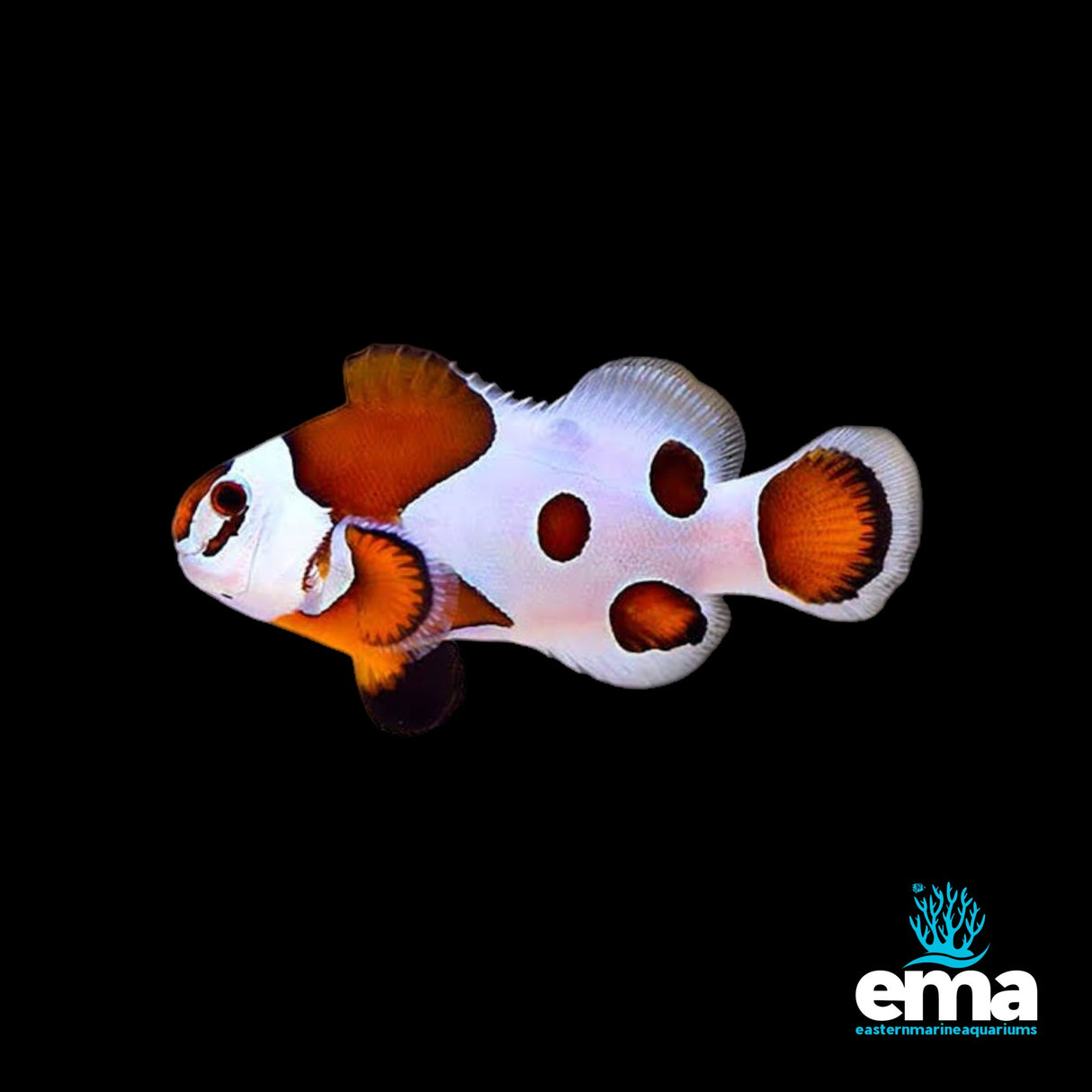 Orange Storm Clownfish