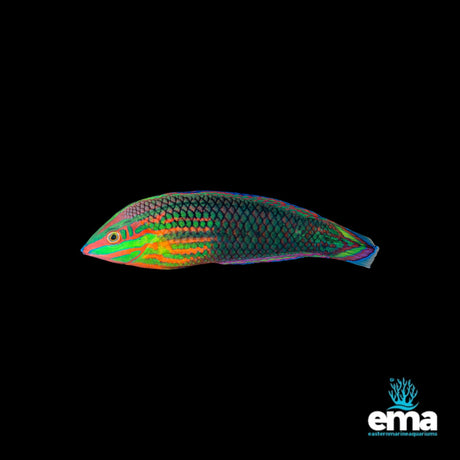 Red-Lined Wrasse | EasternMarine Aquariums