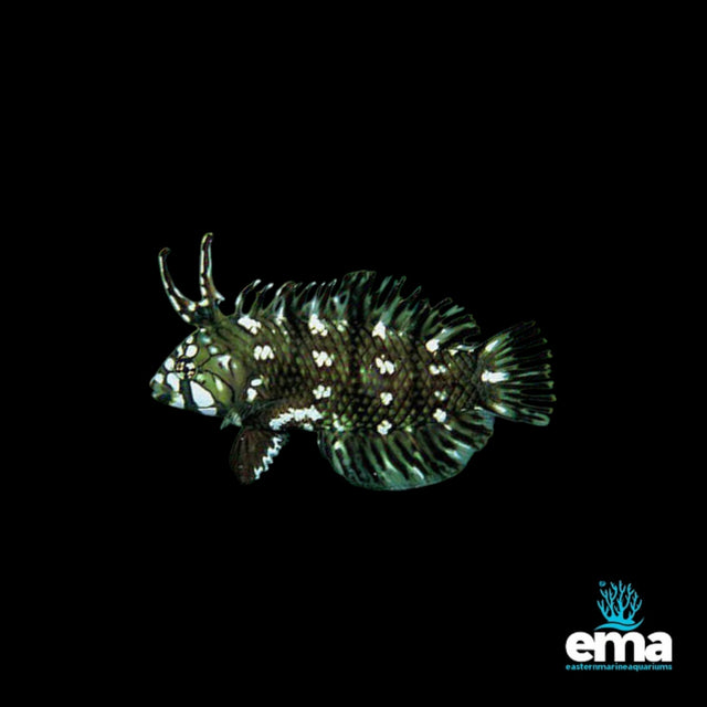 Rockmover Wrasse | EasternMarine Aquariums
