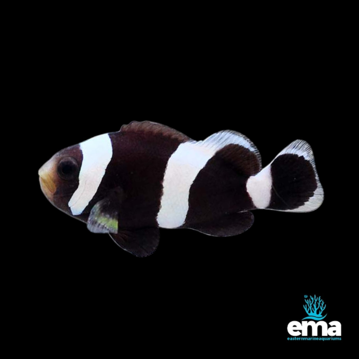 Black Saddleback Clownfish