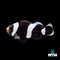 Clownfish & Damselfish