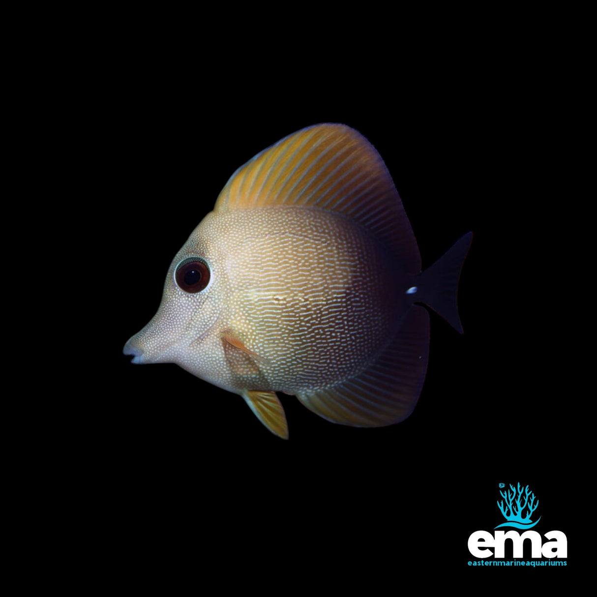 Scopas Tang
