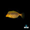 Boxfish