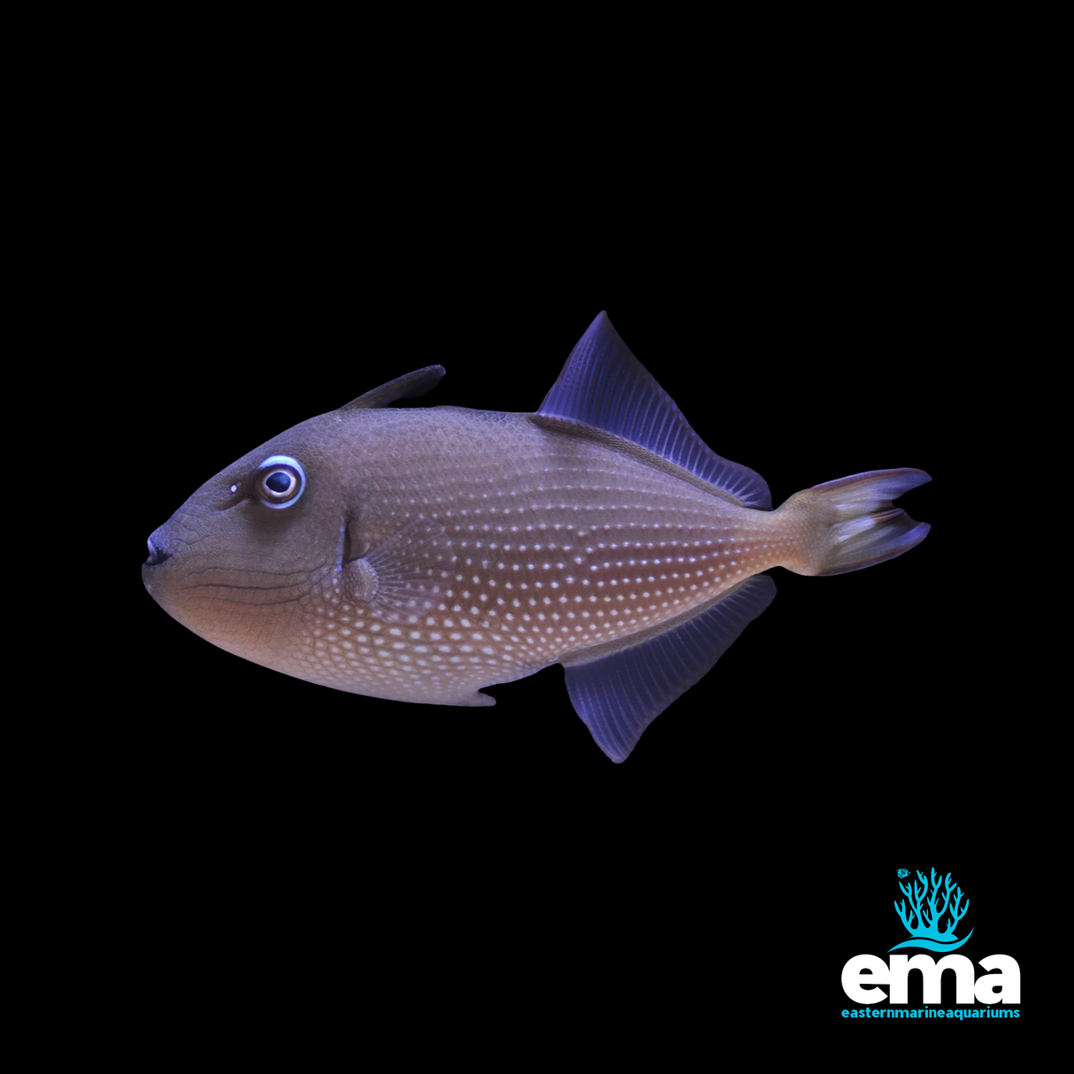 Blue Throat Triggerfish - Female