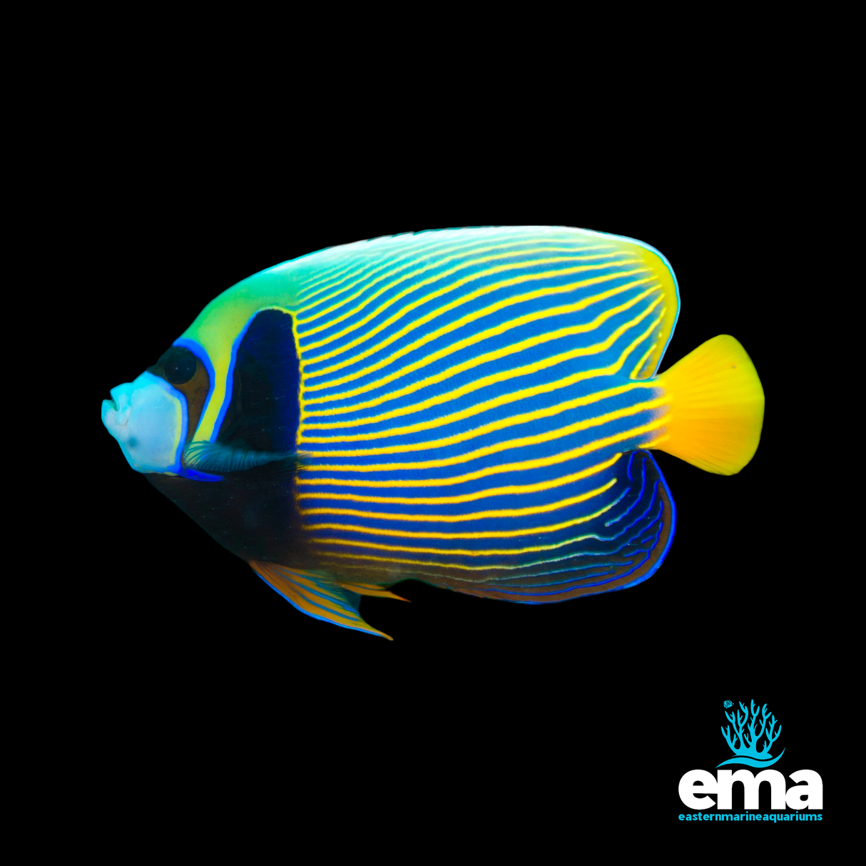 Adult Emperor Angelfish