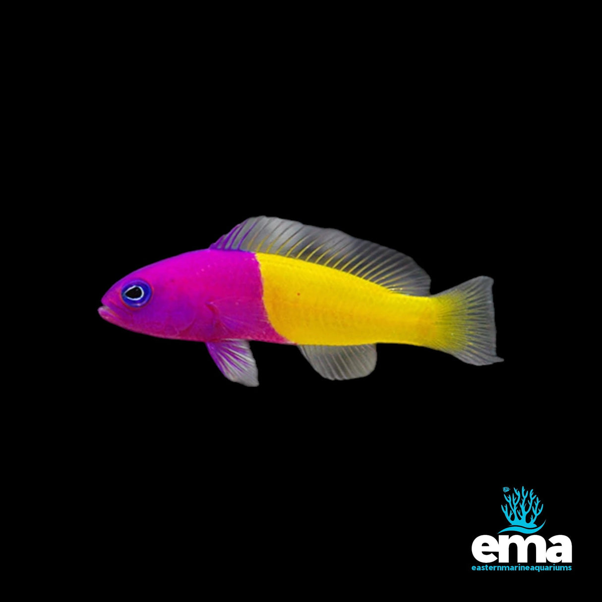 Royal Dottyback