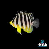 Multibar Angelfish | EasternMarine Aquariums