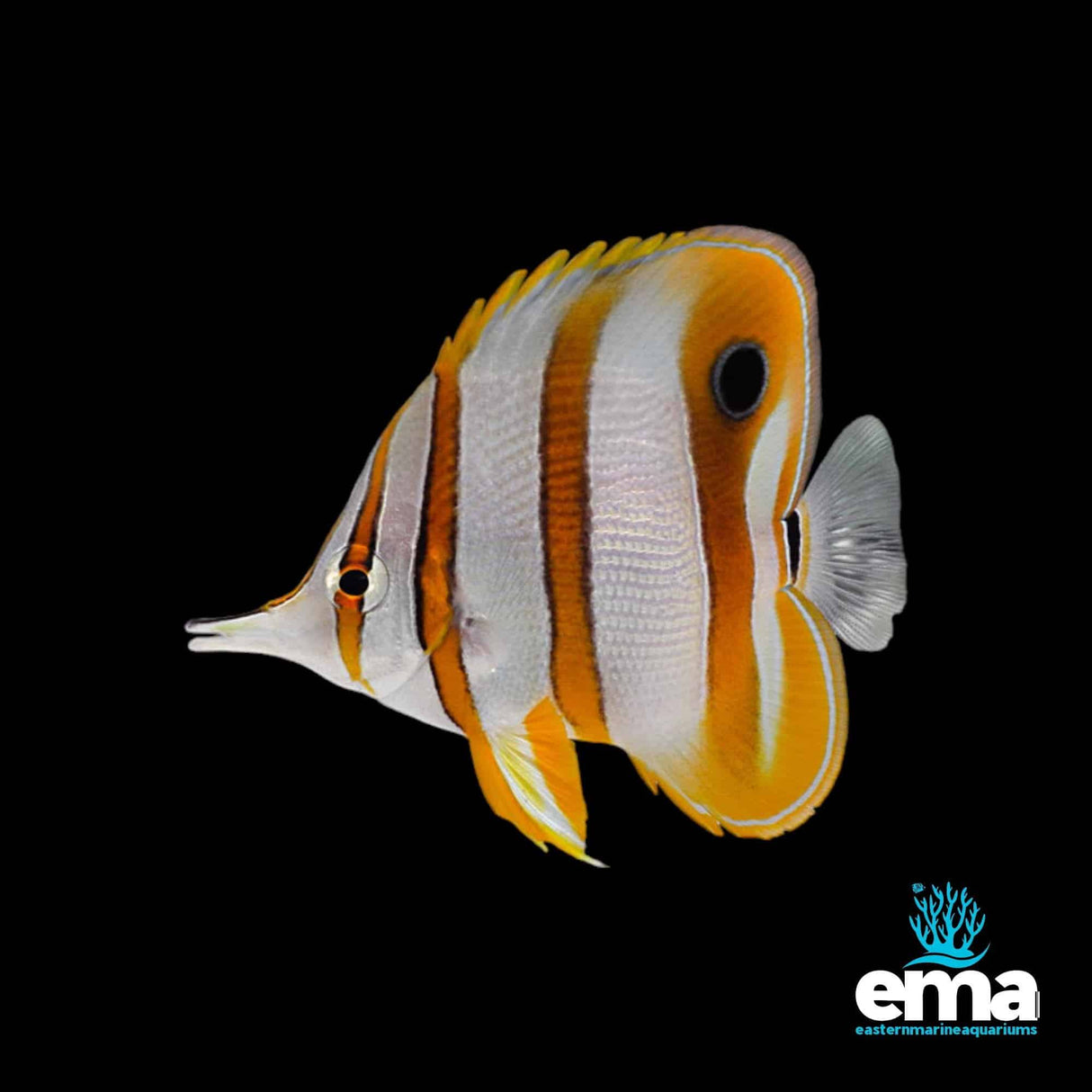 Copperband Butterflyfish