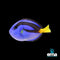 Surgeonfish
