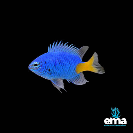 A vibrant blue Yellowtail Damsel glides gracefully on a black background with EasternMarine Aquariums logo in the lower right corner.