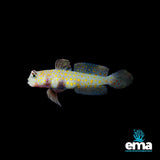 Orange Spotted Goby