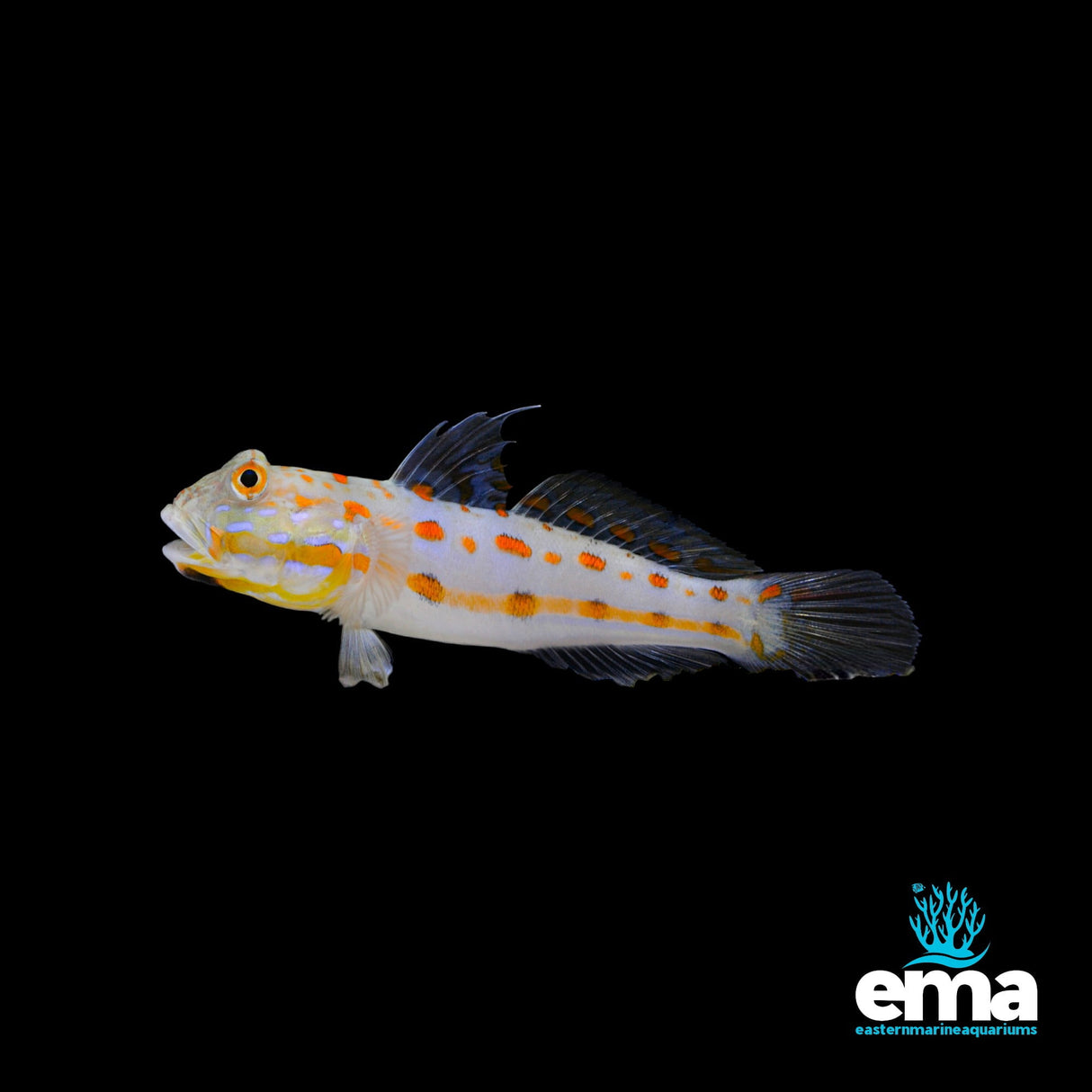 Diamond Watchman Goby Pair