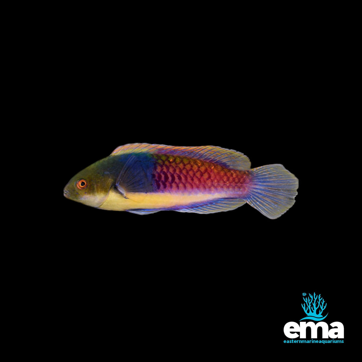 Bluehead Fairy Wrasse