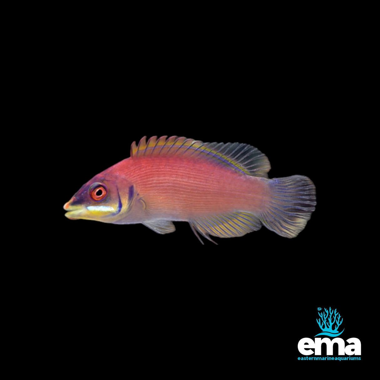 Scarlet Pin Stripe Wrasse