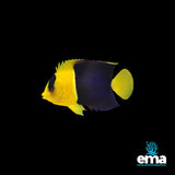 Bicolour Angelfish