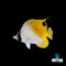 Butterflyfish