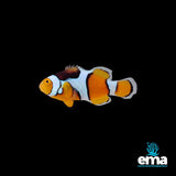 True Percula Clownfish