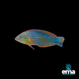 Melanurus Wrasse