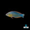 Wrasse