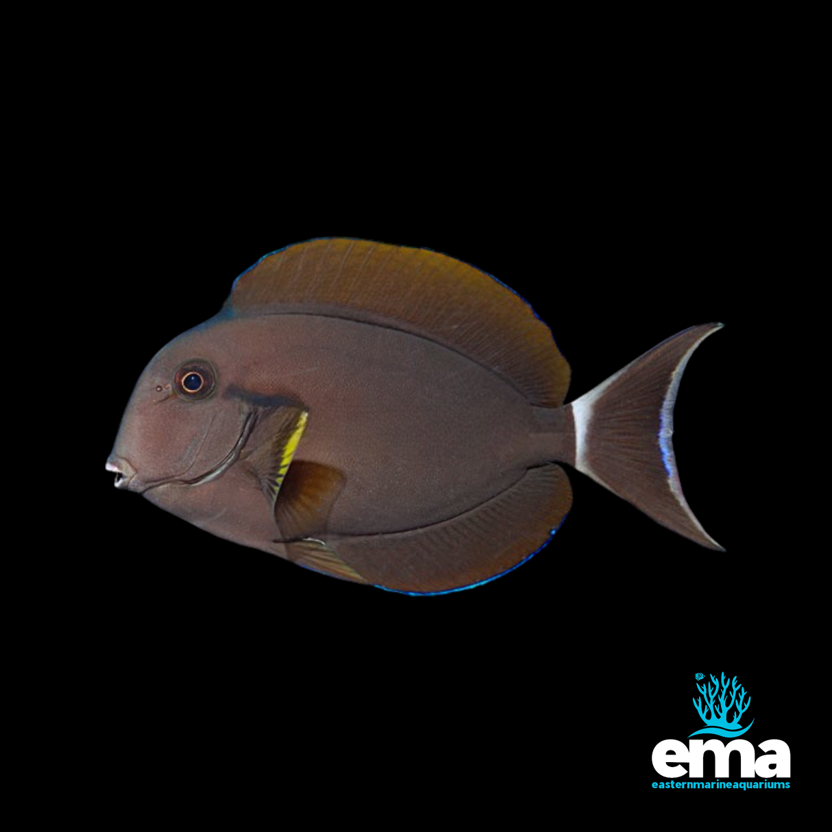 Epaulette Surgeonfish