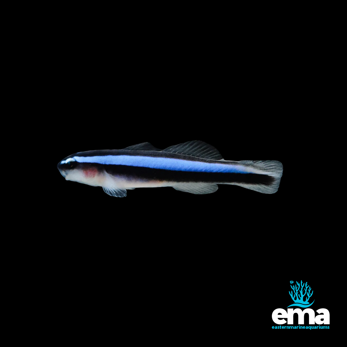 Captive Bred Neon Blue Goby