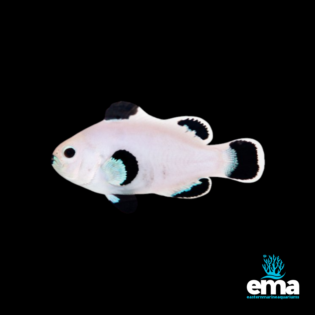 Storm Snow Clownfish – EasternMarine Aquariums