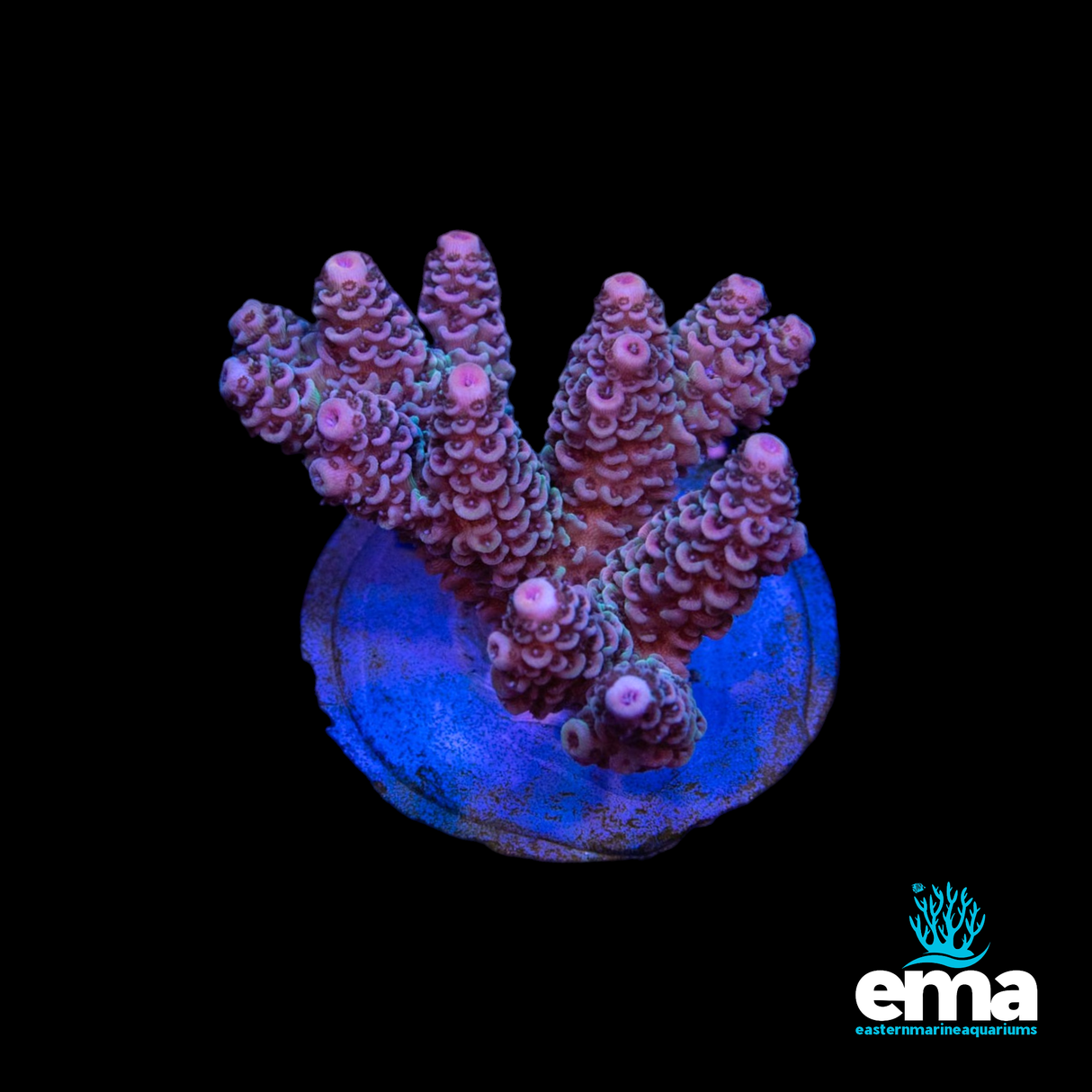 Strawberry Acropora Millepora