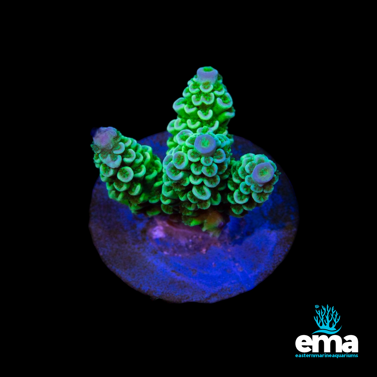 The Grinch Acropora Robusta