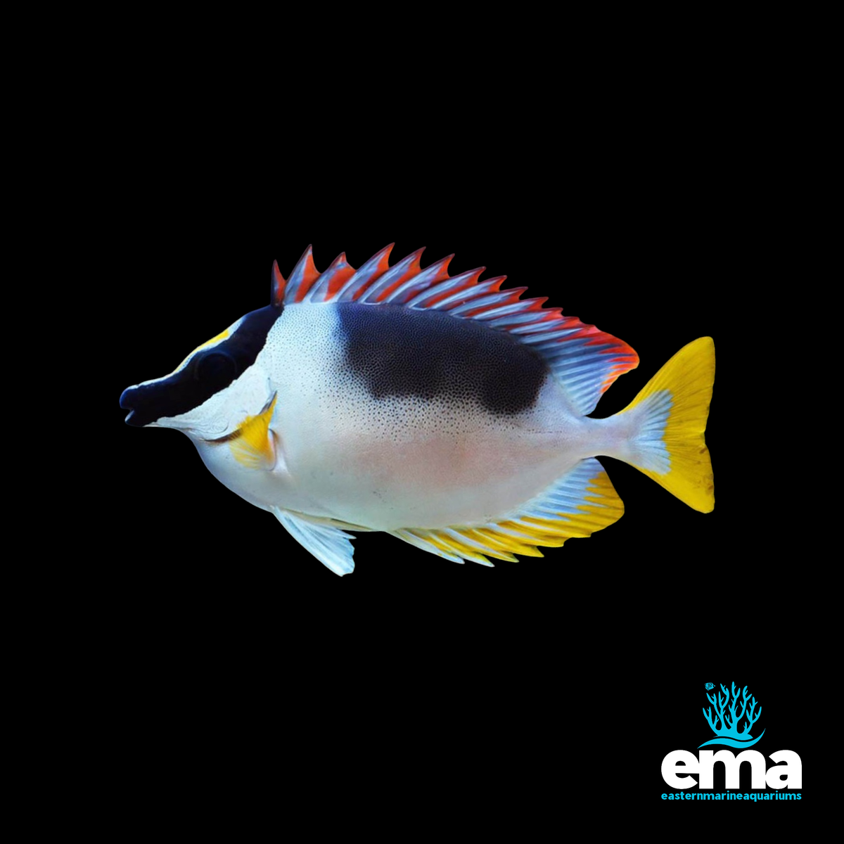 Lo Fish Magnificent Foxface Rabbitfish | EasternMarine β EasternMarine Aquariums