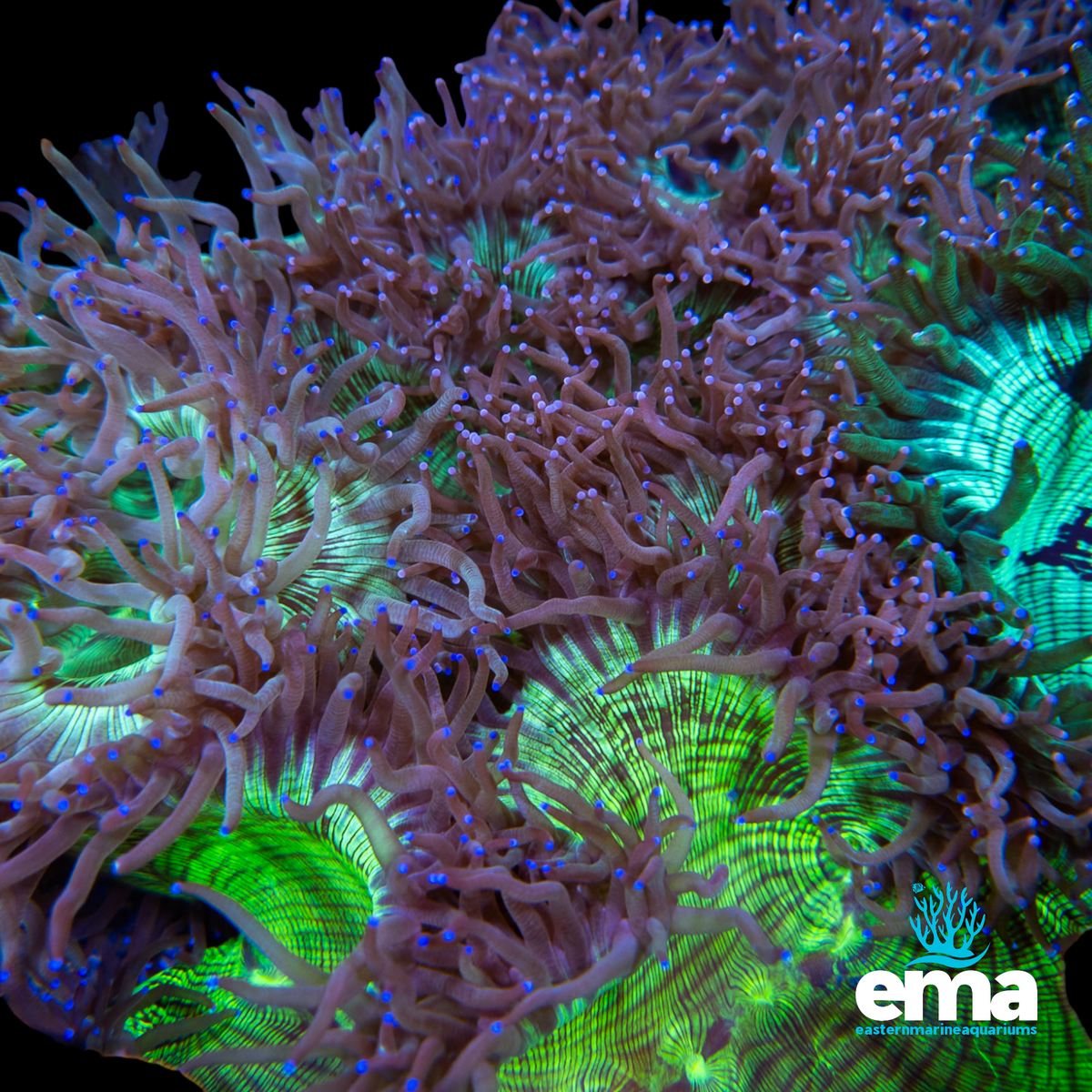 Australian Elegance Coral - Small