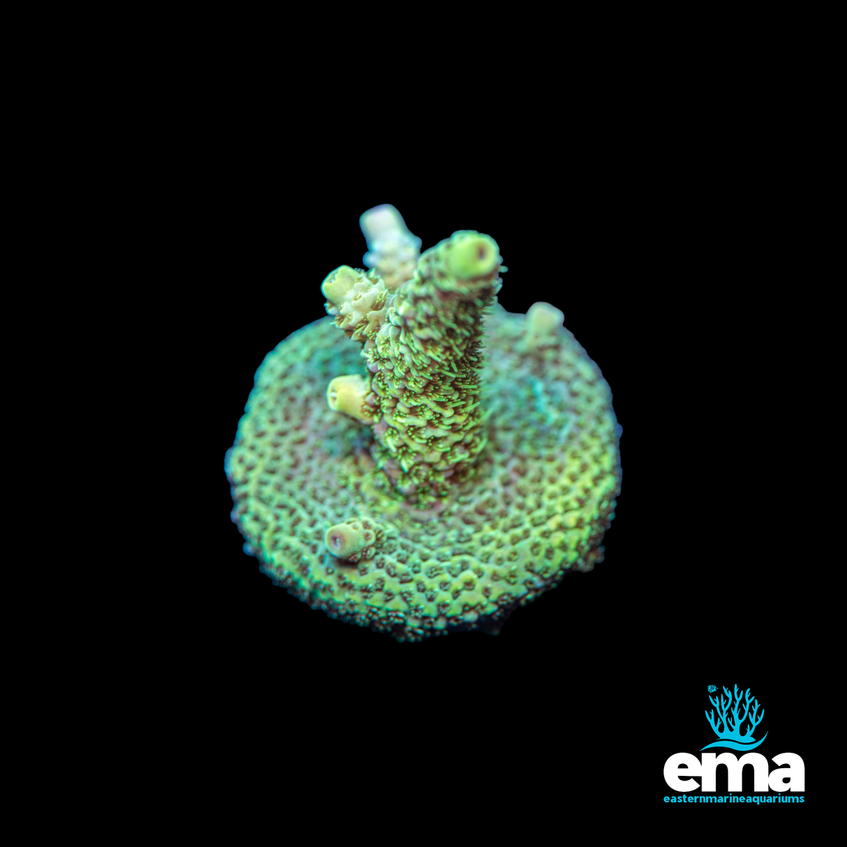 Millepora Fragment