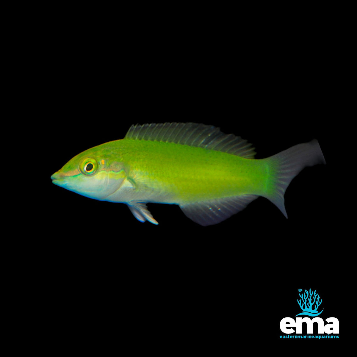 Green Wrasse | EasternMarine Aquariums