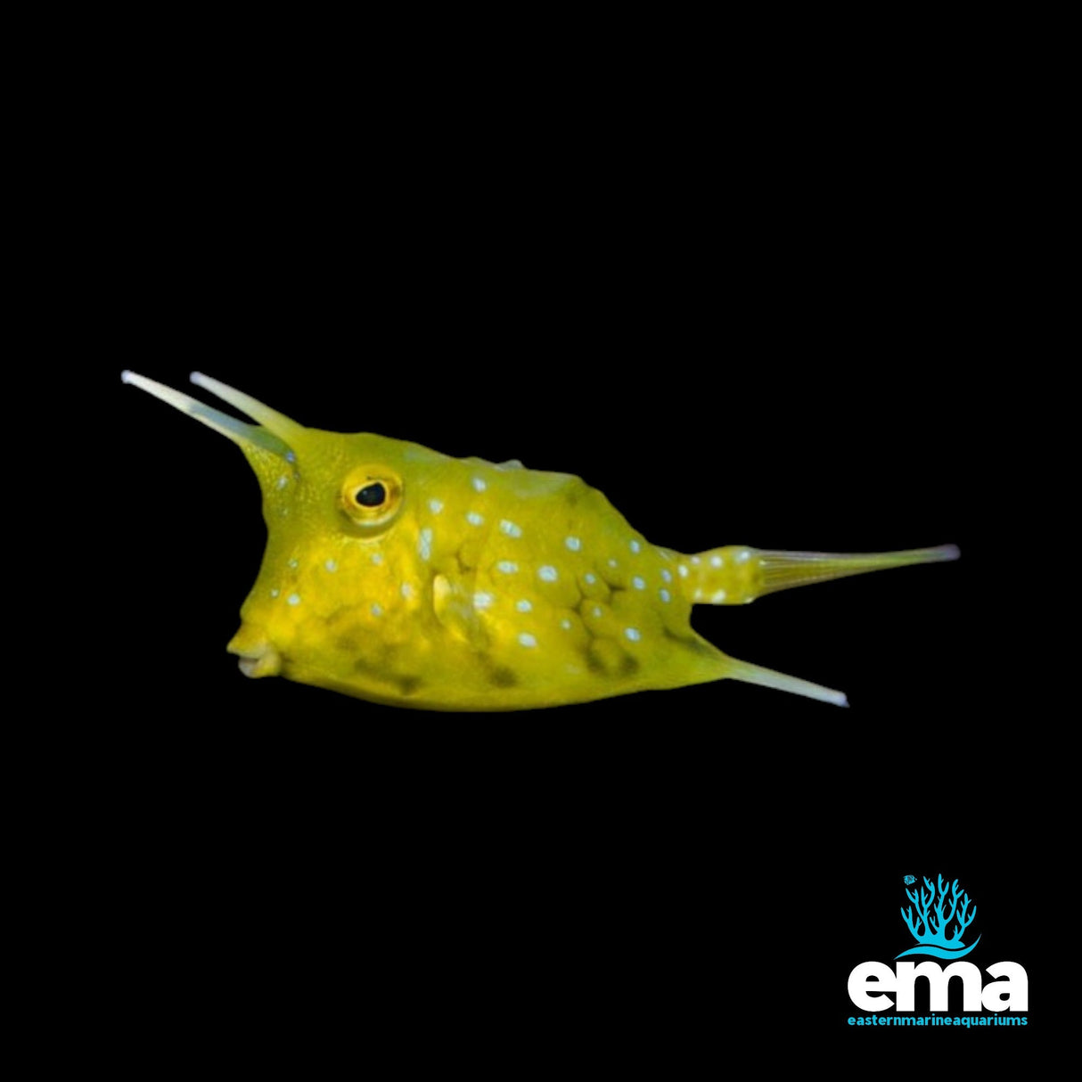 Longhorn Cowfish