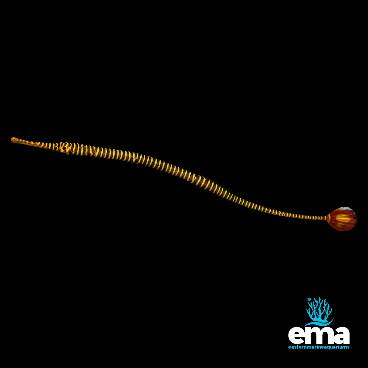 Banded Pipefish