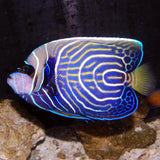 Juvenile Emperor Angelfish