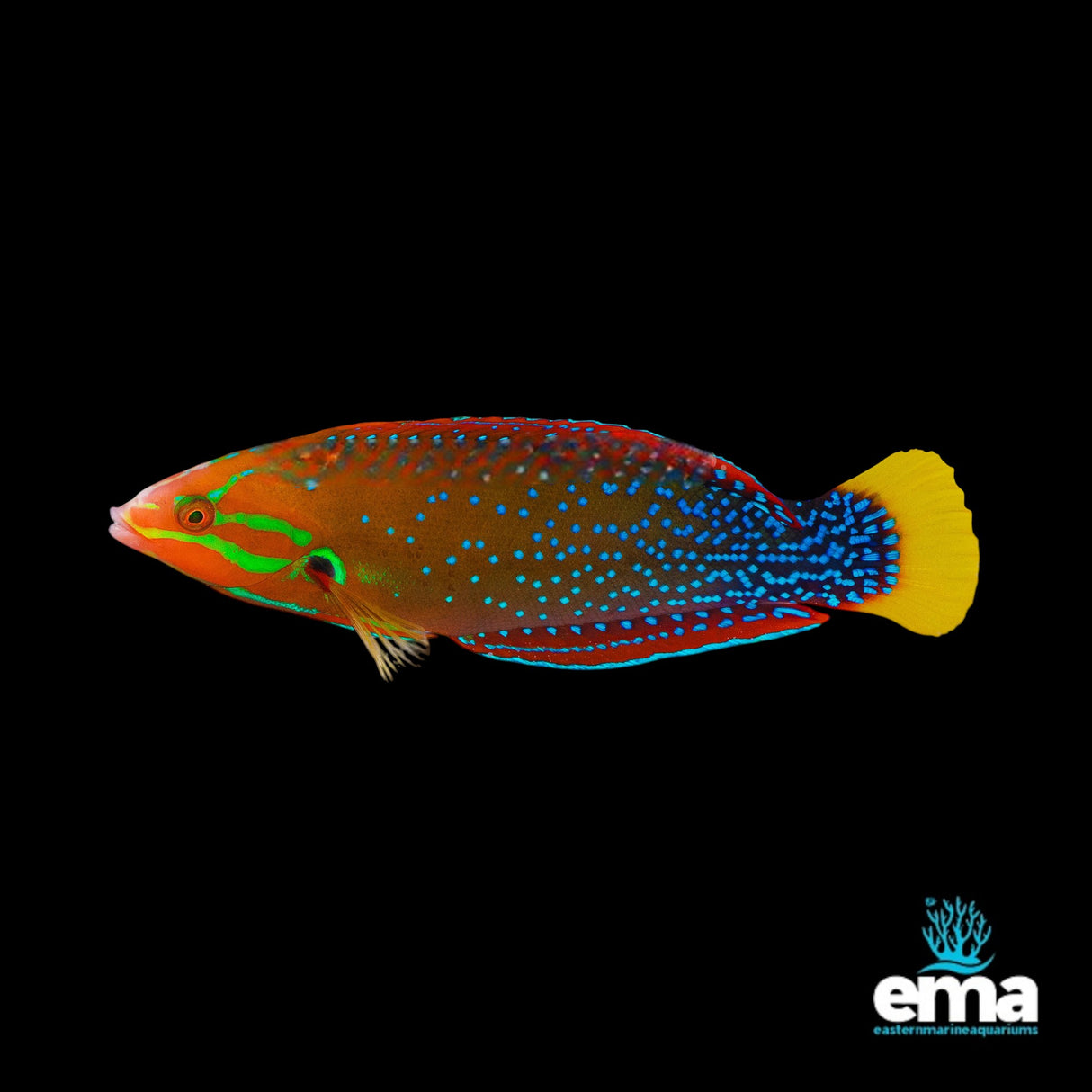 Adult Red Coris Wrasse