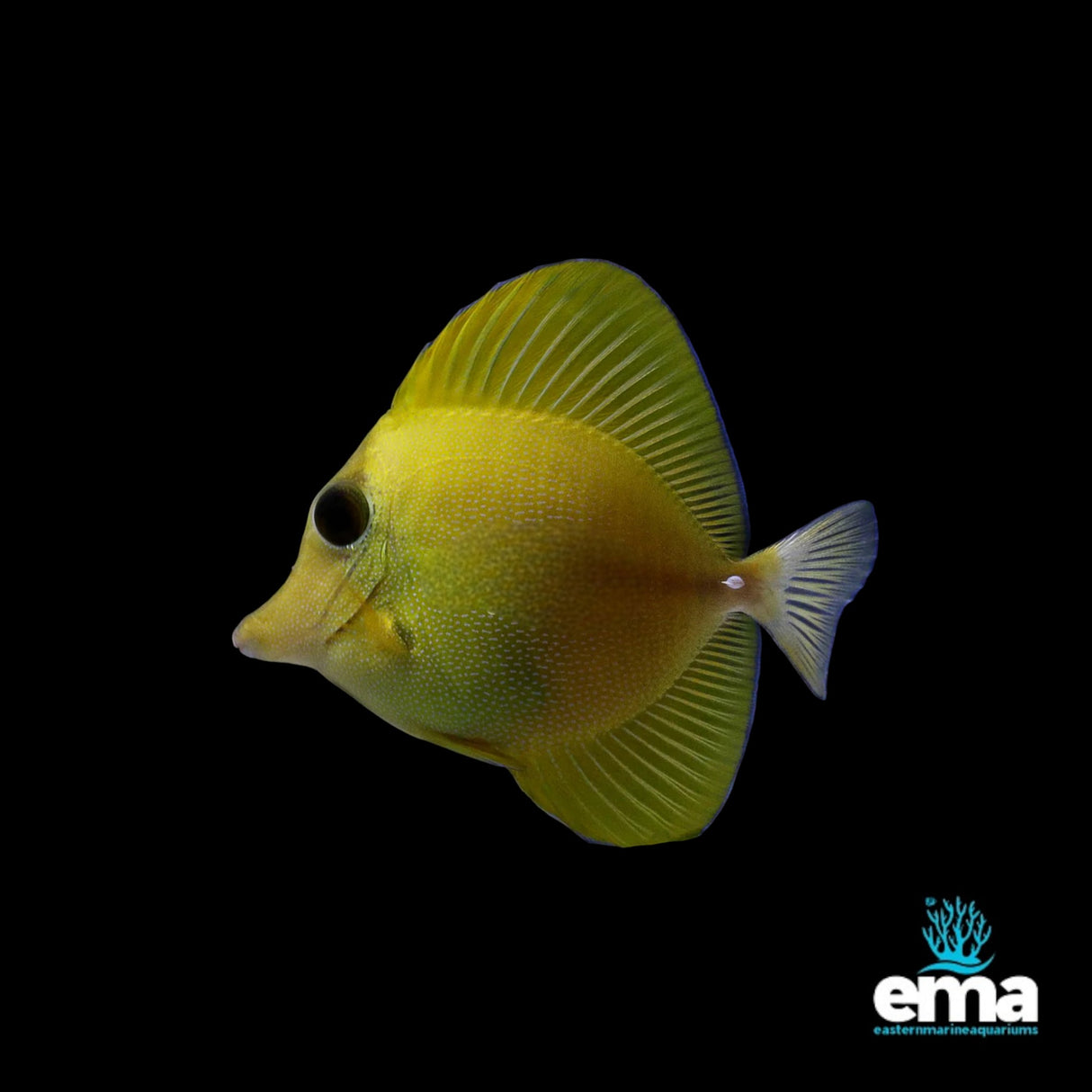 Yellow Scopas Tang
