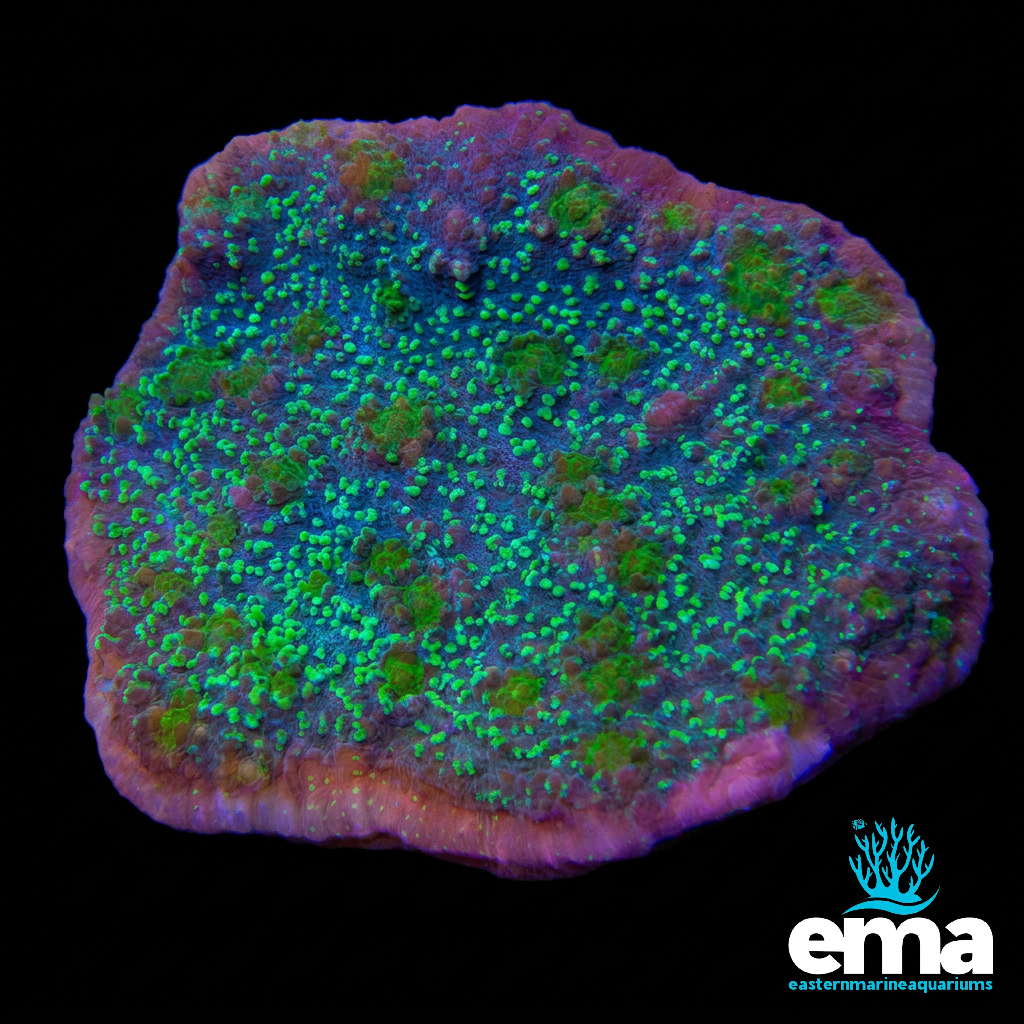 Green Chalice Coral