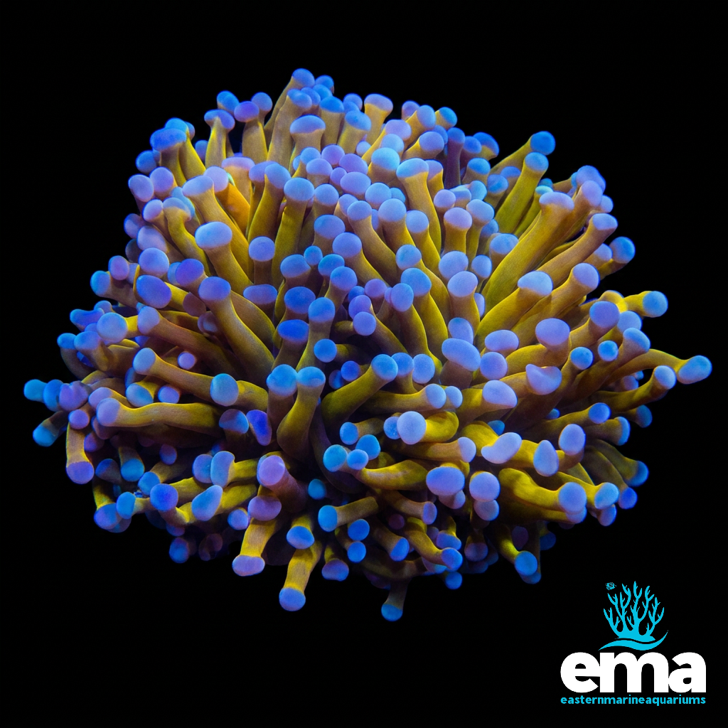 24k Australian Gold Torch Coral