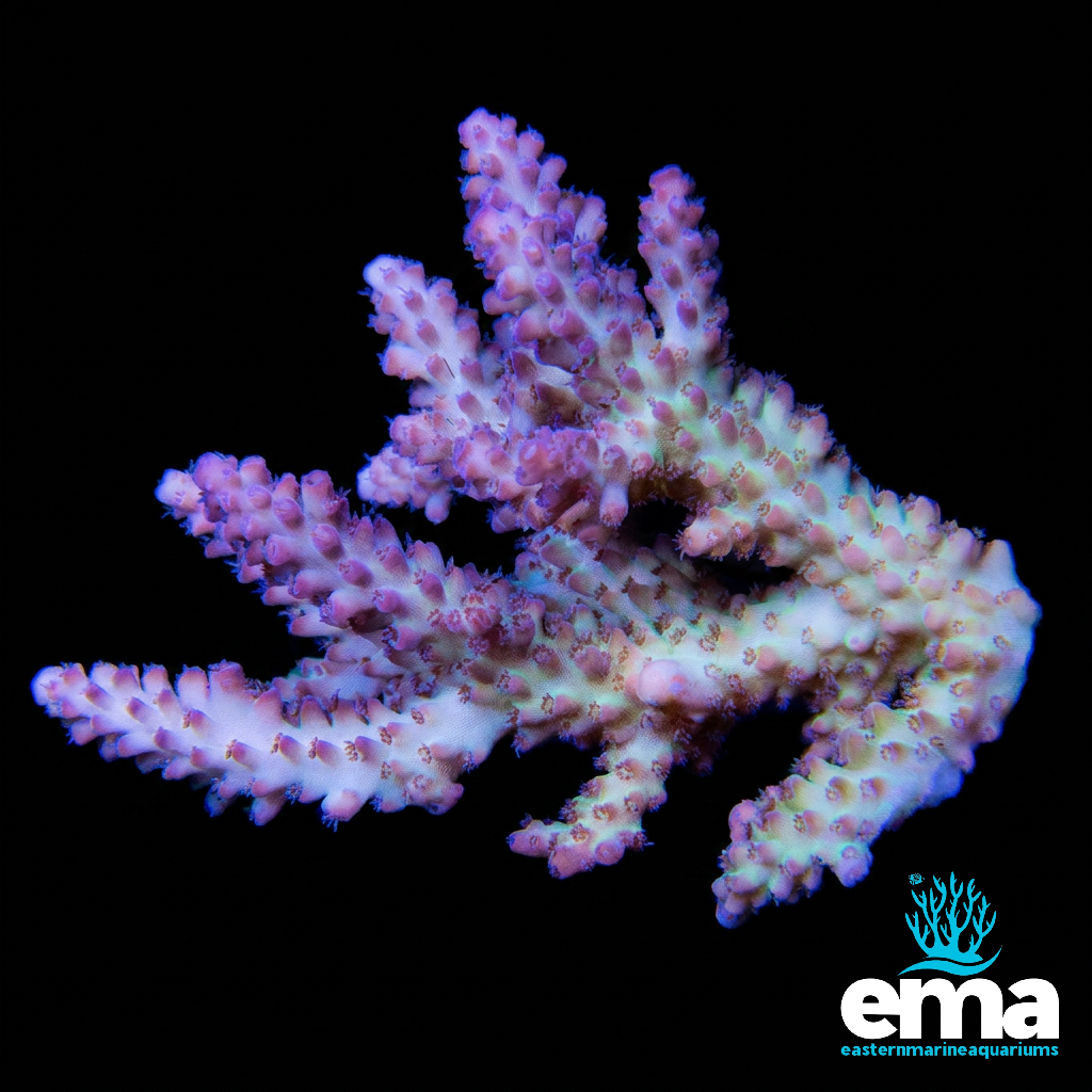 Purple & Green Australian Acropora