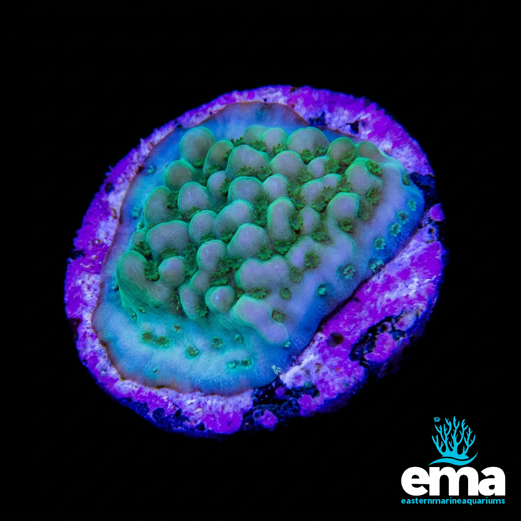 Lime Green Montipora