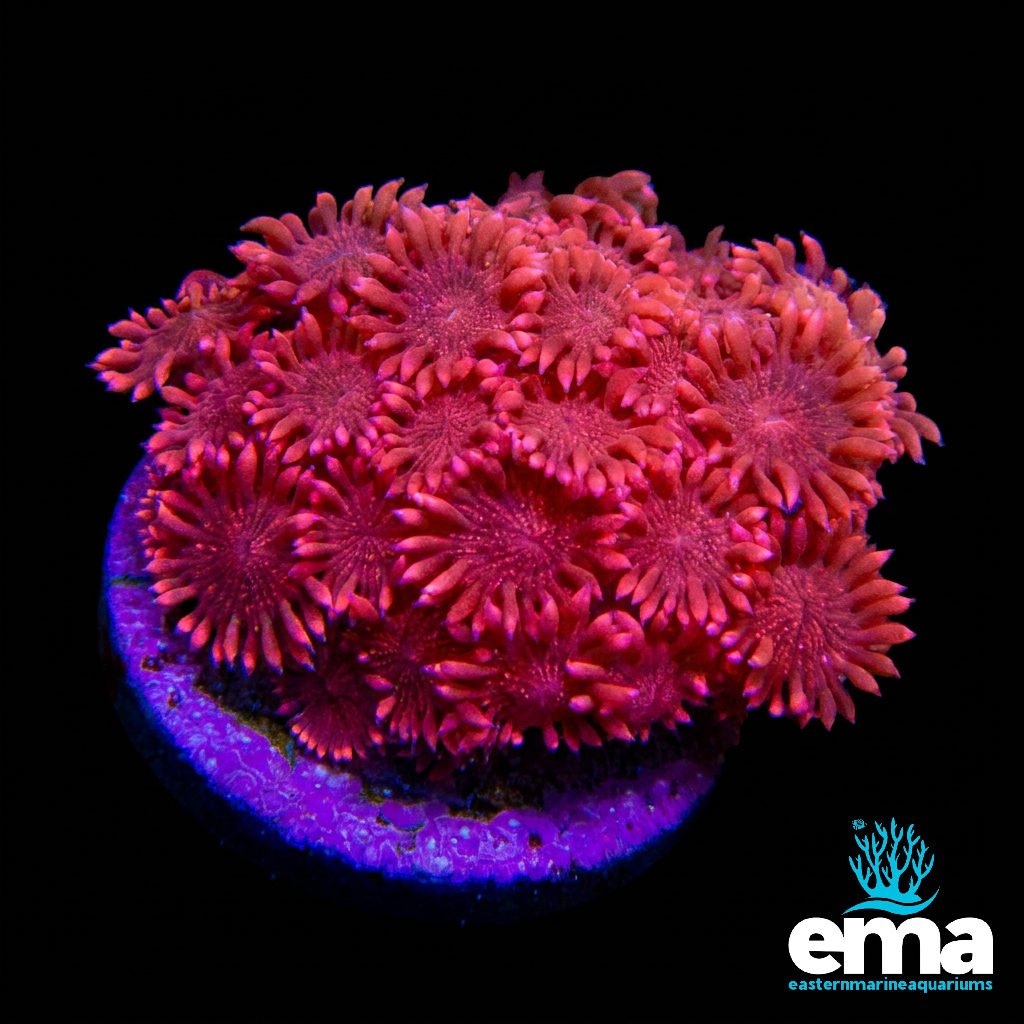 Glitter Red Flowerpot Coral