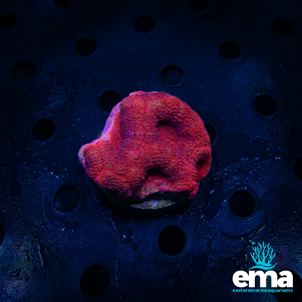 Red Acan Bowerbanki